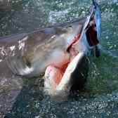 IMG_9830LemonSharks