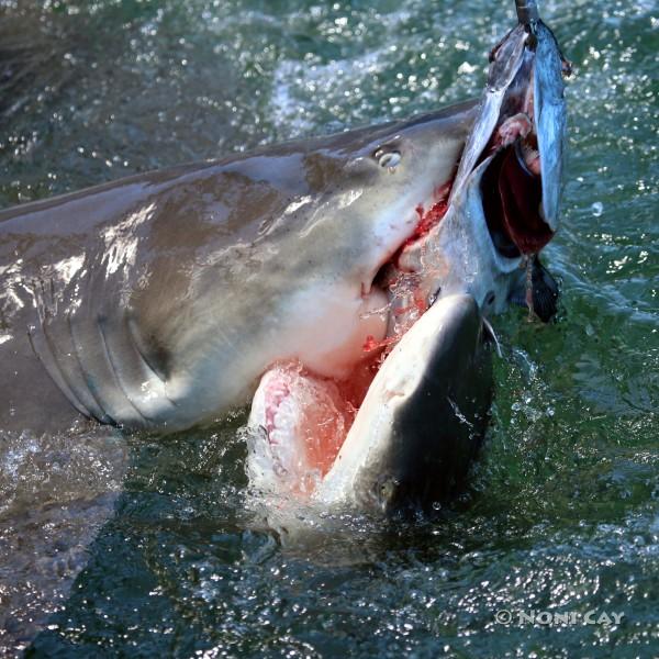 IMG_9830LemonSharks