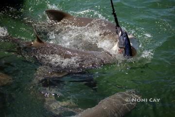 IMG_9945LemonSharks