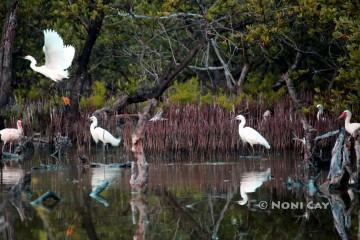 IMG_2426WaterBirds