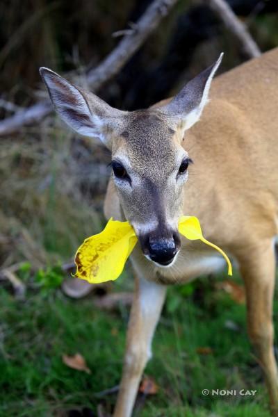 IMG_2506YellowLeaf