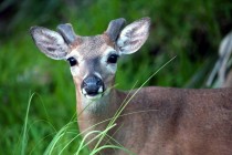 IMG_2549KeyDeerBuck