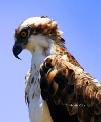 IMG_2575Osprey