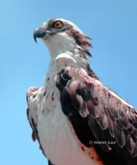 IMG_2578osprey