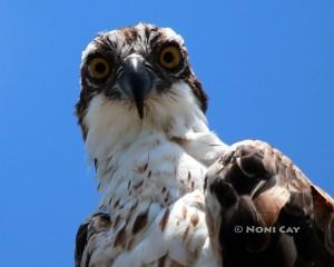 IMG_2591Osprey