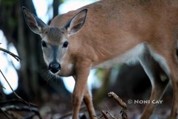 IMG_2721MarshDeer