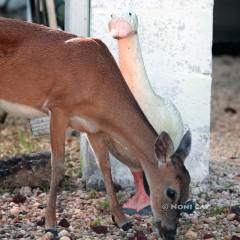 IMG_2850DeerandStatue