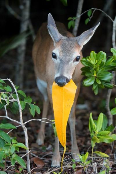 IMG_2895EatingLeaf