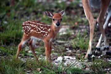 IMG_3211FirstFawn2015.