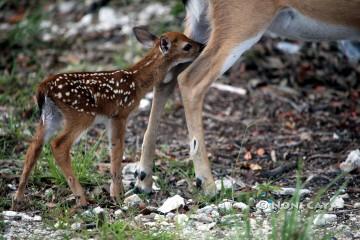 IMG_3221FirstFawn