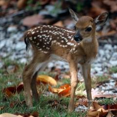 IMG_3276KeyDeerFawn