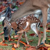 IMG_3306NewbornKeyDeer