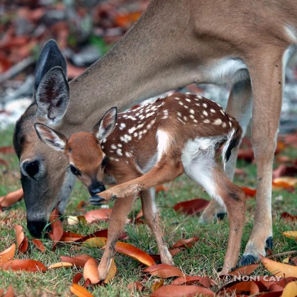 IMG_3306NewbornKeyDeer