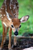 IMG_4087FirstFawn