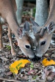IMG_4535KeyDeer