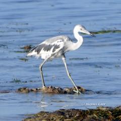 P1100186ImmatureLittleBlueHeron