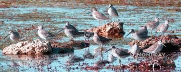 P1100337SpottedSandpipers