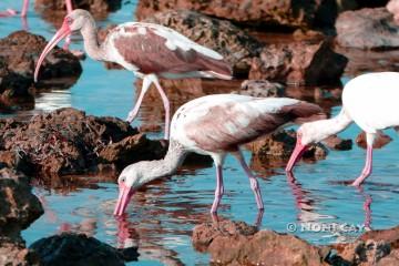 P1100361Ibis