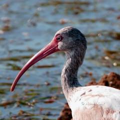 P1100387ImmatureIbis