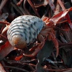 P1110361HermitCrab