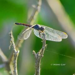 P1110366Dragonfly