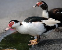 IMG_4786Muscovy