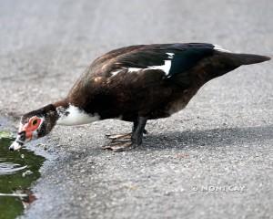 IMG_4790Muscovy