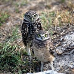 IMG_4796BurrowingOwls