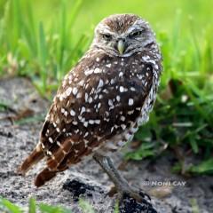 IMG_4854Owl