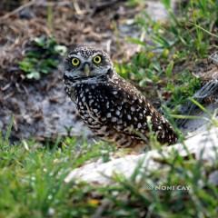 IMG_4903BurrowingOwl