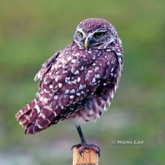 IMG_5047Owl