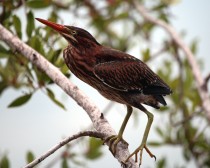 IMG_5221ImmatureGreenHeron