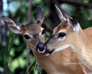 IMG_5244DeerFriends