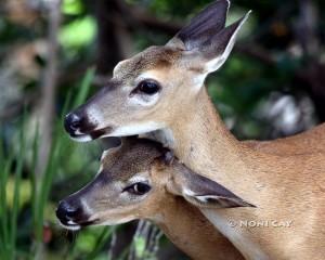 IMG_5252KeyDeer