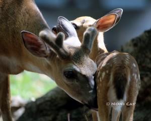 IMG_5414DaddyDeer