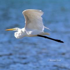 IMG_5482GreatEgret