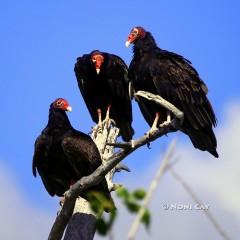 IMG_5485.TurkeyVulture