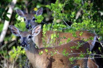 IMG_5489Deer