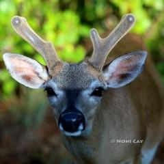 IMG_5505KeyDeerBuck