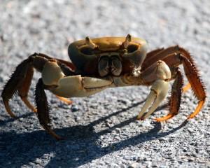 IMG_5567Crab