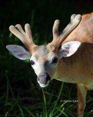 IMG_5572VelvetAntlers