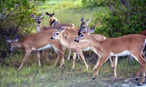 IMG_5603DeerHerd