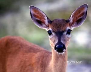 IMG_5628.DeerDoejpg