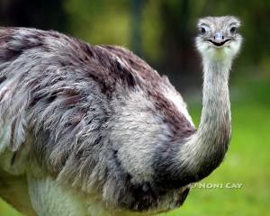 IMG_5943Ostrich