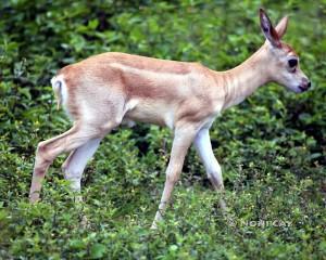 IMG_6001NotAKeyDeer