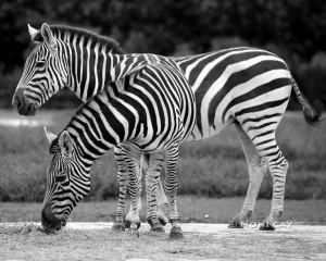 IMG_6044Zebras