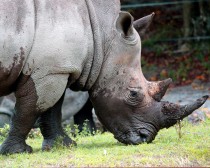 IMG_6079Rhino