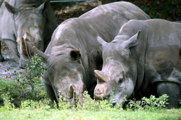 IMG_6082Rhinos