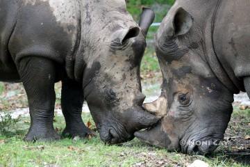 IMG_6112Rhinos