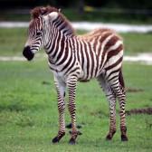 IMG_6158BabyZebra